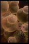 Um bando de amarelo cheio de medusas nas águas mornas do mar presença intrusiva