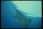 Фотография морского ската кочующего по бескрайним просторам океана