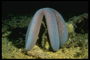 Grasa habitante de mar durante el sueño en el fondo marino