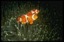 الإقران البيضاء -- السمك البرتقالي أمام كاميرا مصور