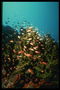 Стайка маленьких, изящных, красных рыбок ищущих корм в морских водорослях