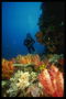 Аквалангист снимает на камеру удивительную жизнь подводного мира