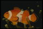 Τα ψάρια πορτοκαλί με άσπρες ρίγες συνυπάρχουν με θαλάσσιες ανεμώνες