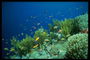 Fotografía de la vegetación del fondo marino y que viven en la parte inferior de los peces