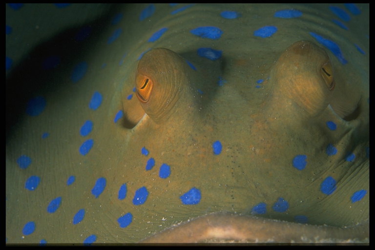 Green sea fish ma blu spots