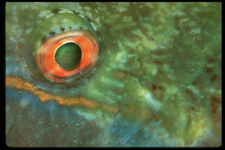Оранжево-зеленый цвет галаза рыбы
