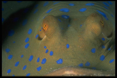 Vihreä merikala sinisellä spots