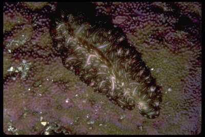 Морской житель. Темно-коричневый цвет тела в розовую полоску