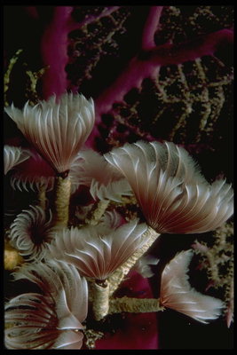 Цветы корала