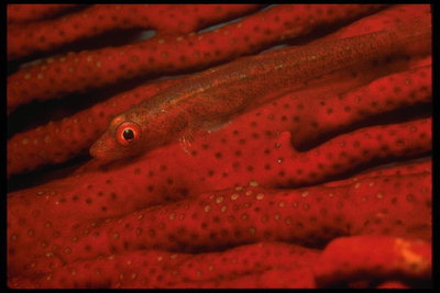 Темно-красное тело рыбы на фоне морской растительности