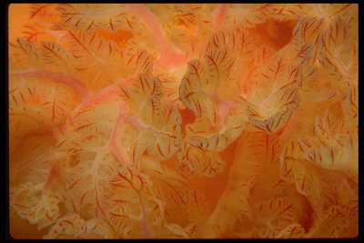 Ярко-оранжевые листья в красную полоску. Корал