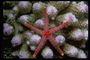 Морская звезда и полипы коралов