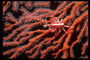 Темно-красная рыбка на фоне рифа