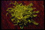 Темно-салатовые водоросли среди бордовых