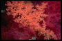 Бледно-розовая ветка морского растения