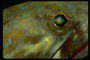 Глаз рыбы с радужным цветом