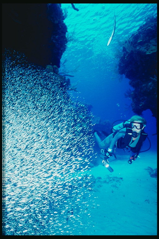 Diver στο παρασκήνιο των μικρών ψαριών