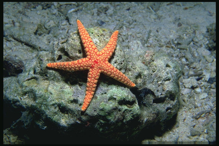 Sjøstjerne på havbunnen