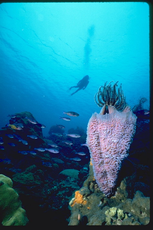 Bagian bawah laut dengan laut dwellers