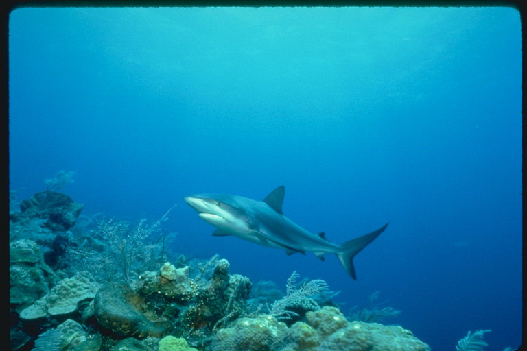 Shark auf dem Meeresgrund