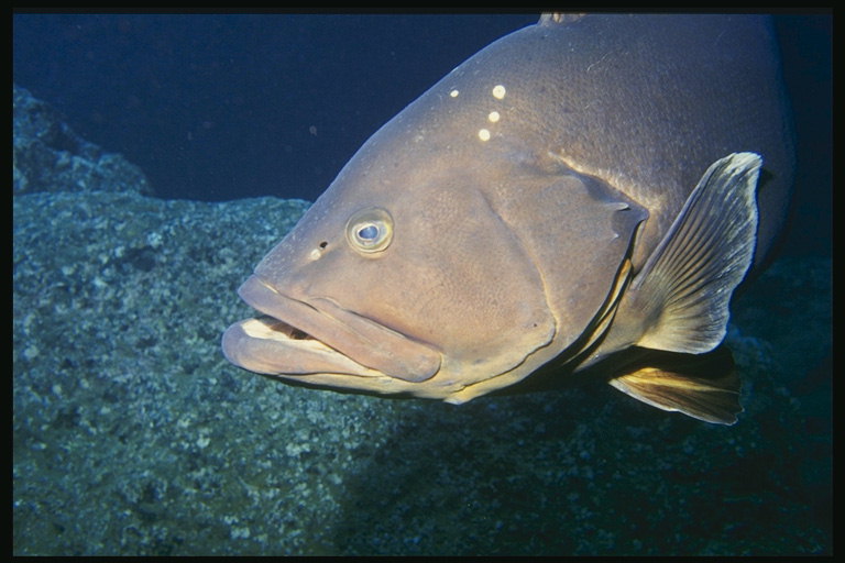 Big riba na ocean floor