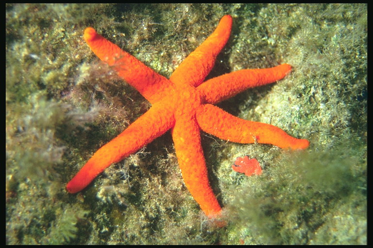 Starfish uz grunts