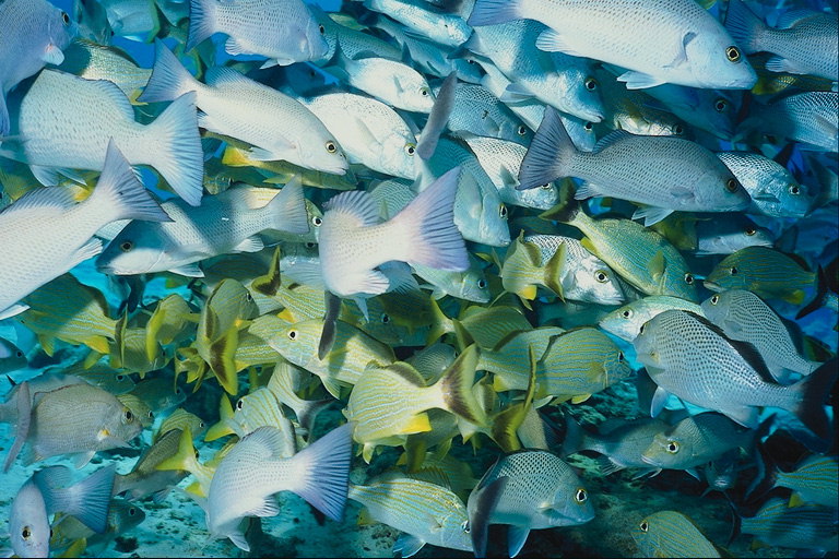 Разные виды рыбок