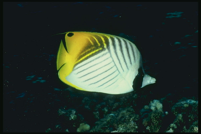 平らな魚黄色-白