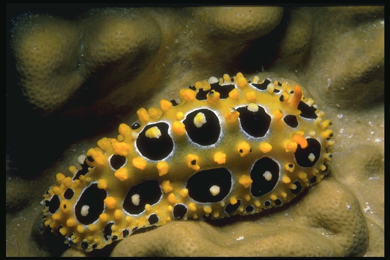 דג זהב עם עיגולים שחורים על הגב