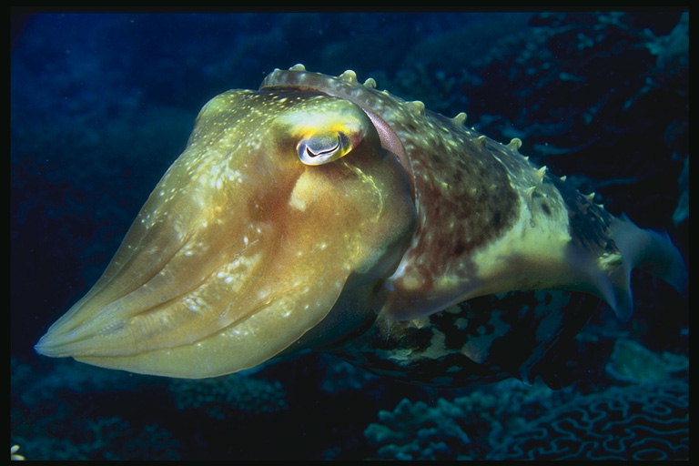 Marin fisk, med et langt hode og store øyne