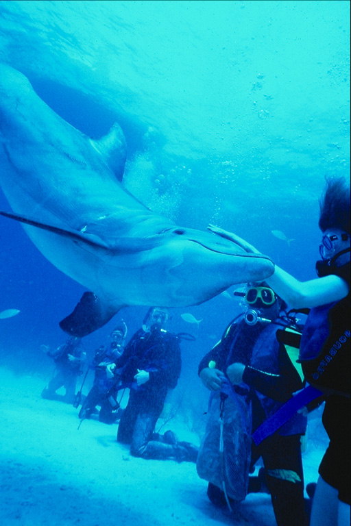 Diver ujuda koos delfiinidega