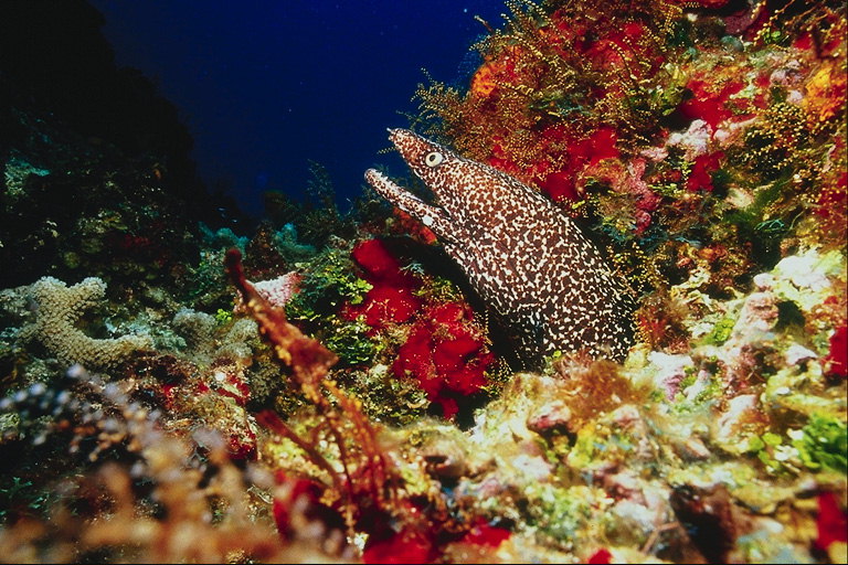 Pesce lungo marrone con macchie bianche di piante marine sul fondo