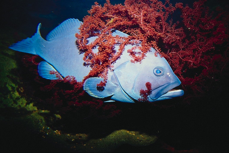 लाल शैवाल में बड़ी नीली मछली