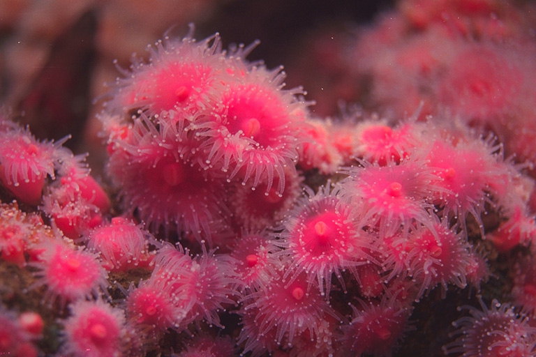 粉红色的海花