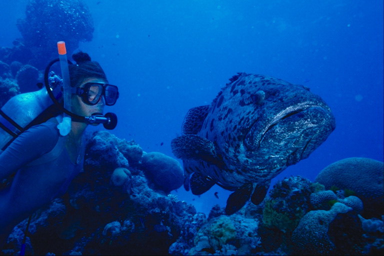 Diver swims close to a big fish