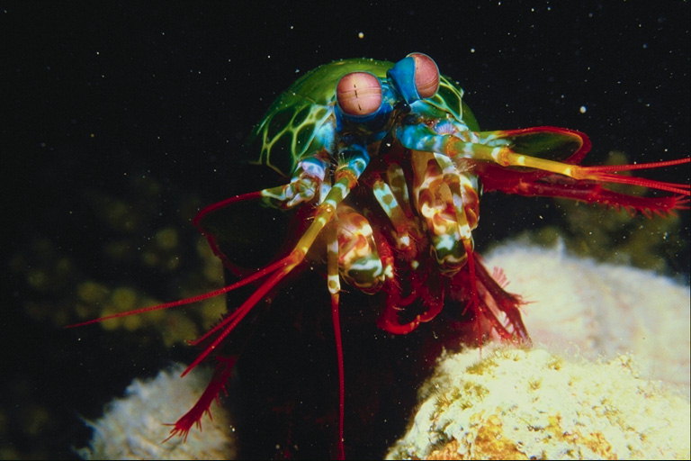 Multi-colored makhluk laut