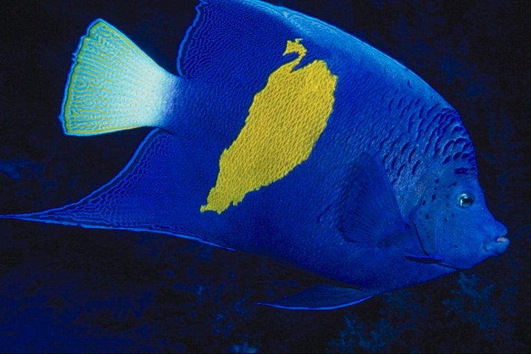 Blå fisk med gule pletter på kroppen og hvid hale