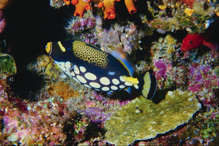 Barevné ryby v mořských řasách