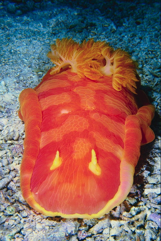 Червоно - жовте тулуб морської риби