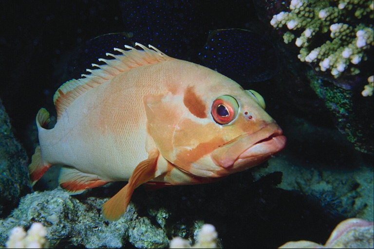Peshk i madh me ngjyrë bezhë sytë dhe spines në anën e pasme