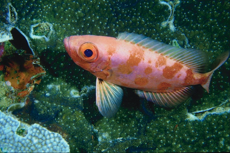 Pink fisk med oransje striper på baksiden