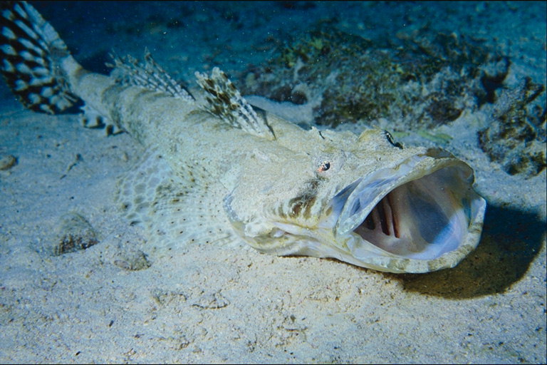 Long pesci sul fondo marino con una bocca aperta