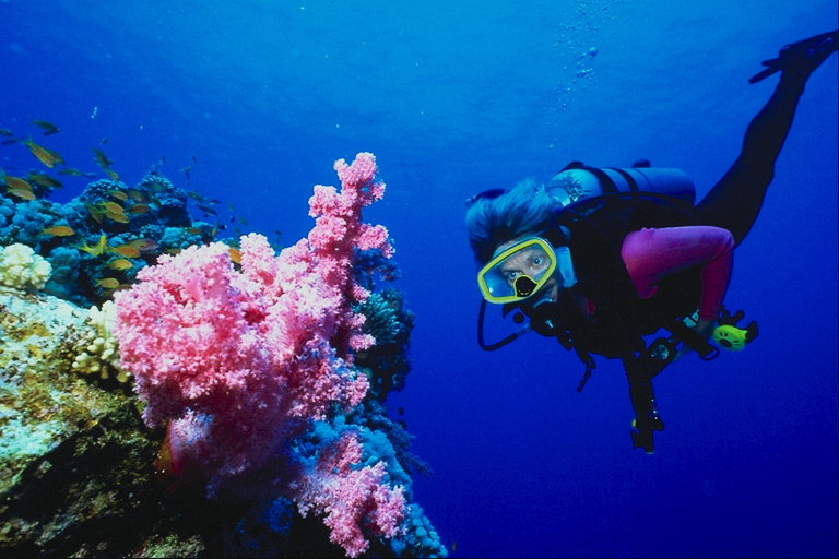 Аквалангист возле розового куста морских растений