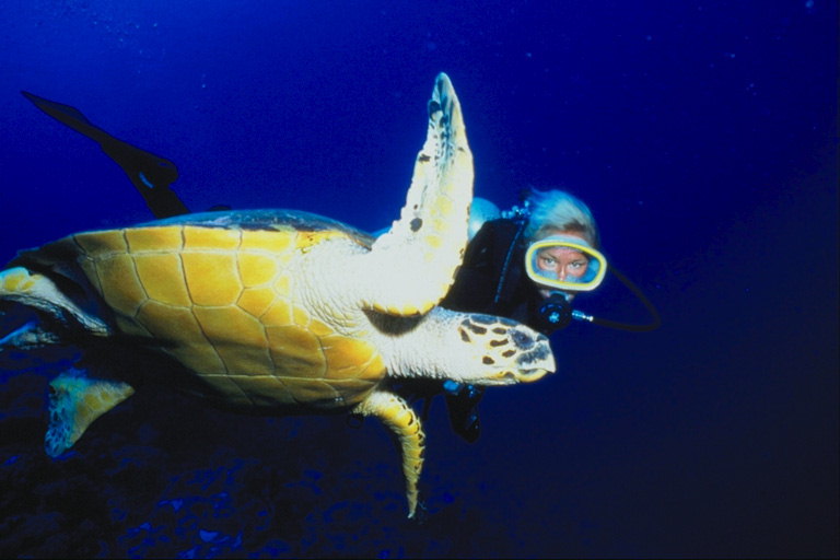 Аквалангист плывёт возле большой черепахи