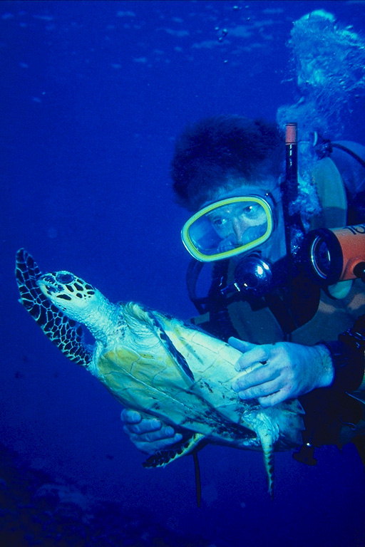 Diver manté les tortugues marines