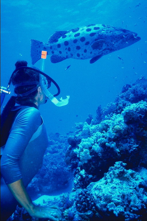 Diver on the seabed near the white spotted fish