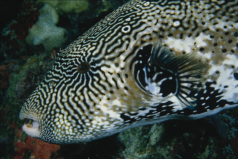 Long Cabeza de peixe co negro - marrón e branco divórcio