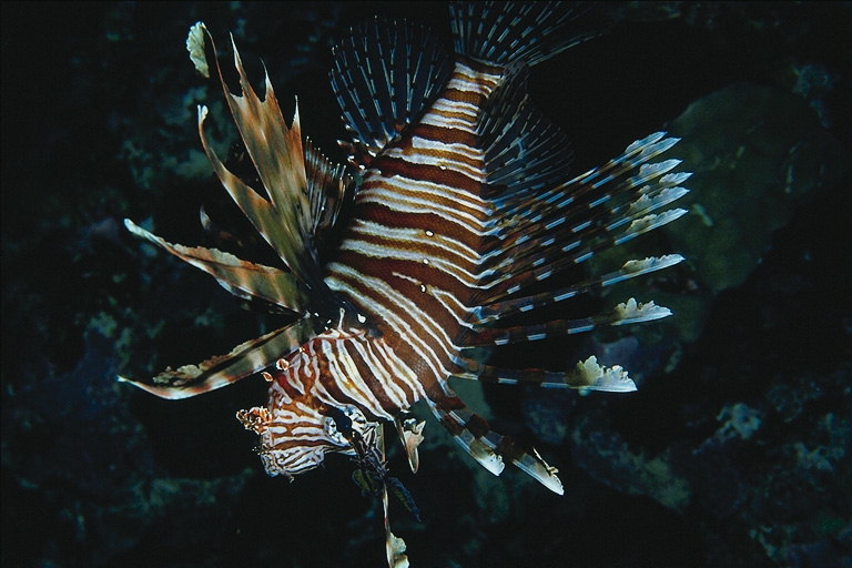 Marine fish with long narrow fins red with white stripes