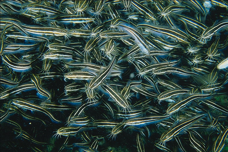 Un troupeau de petits poissons rayés