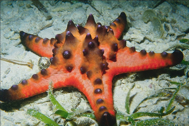 Bir kum altındaki Deniz kırmızı yıldız